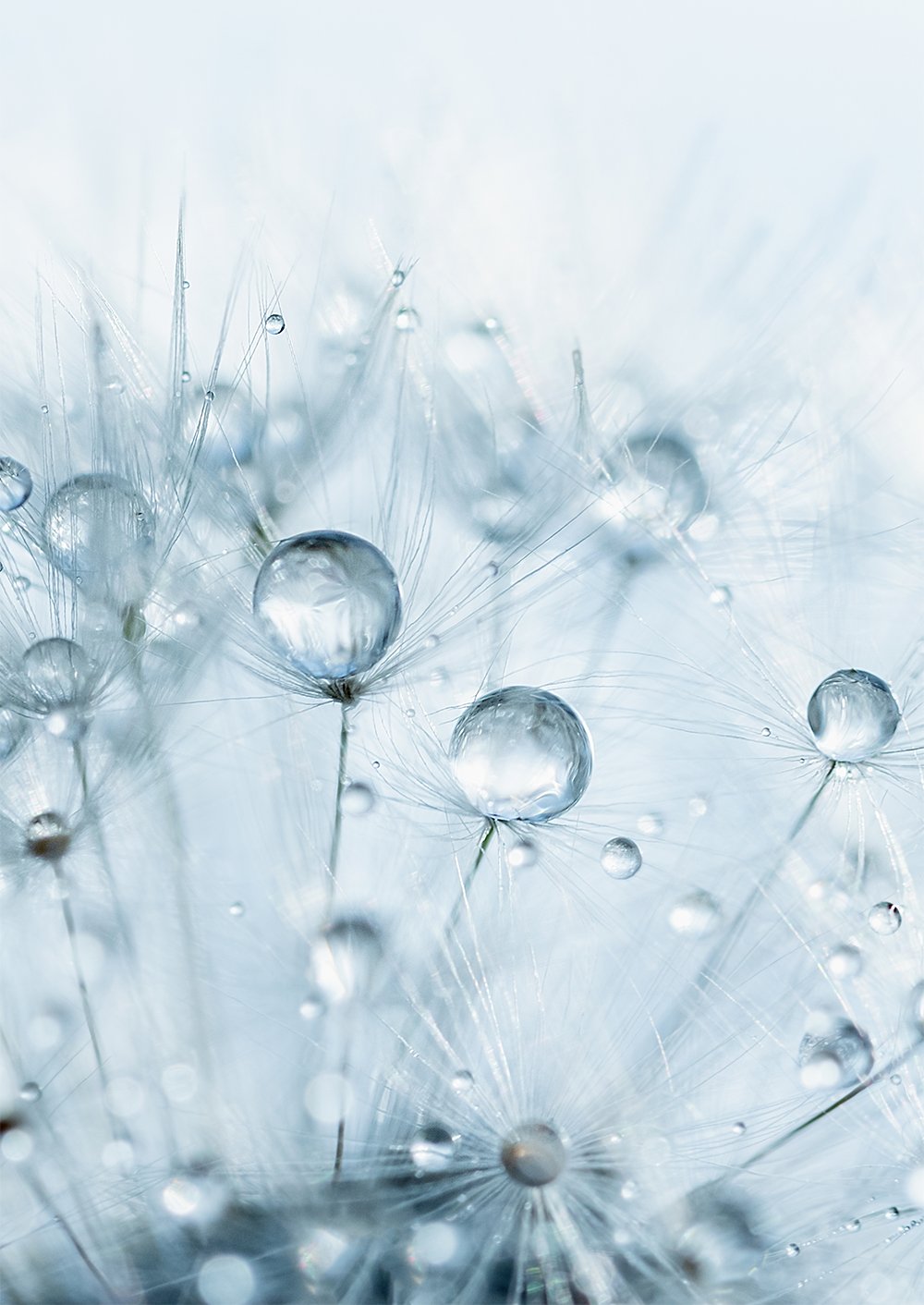 dandelion seeds with water droplets