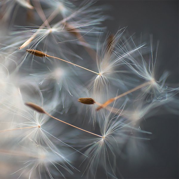 dandelion seeds